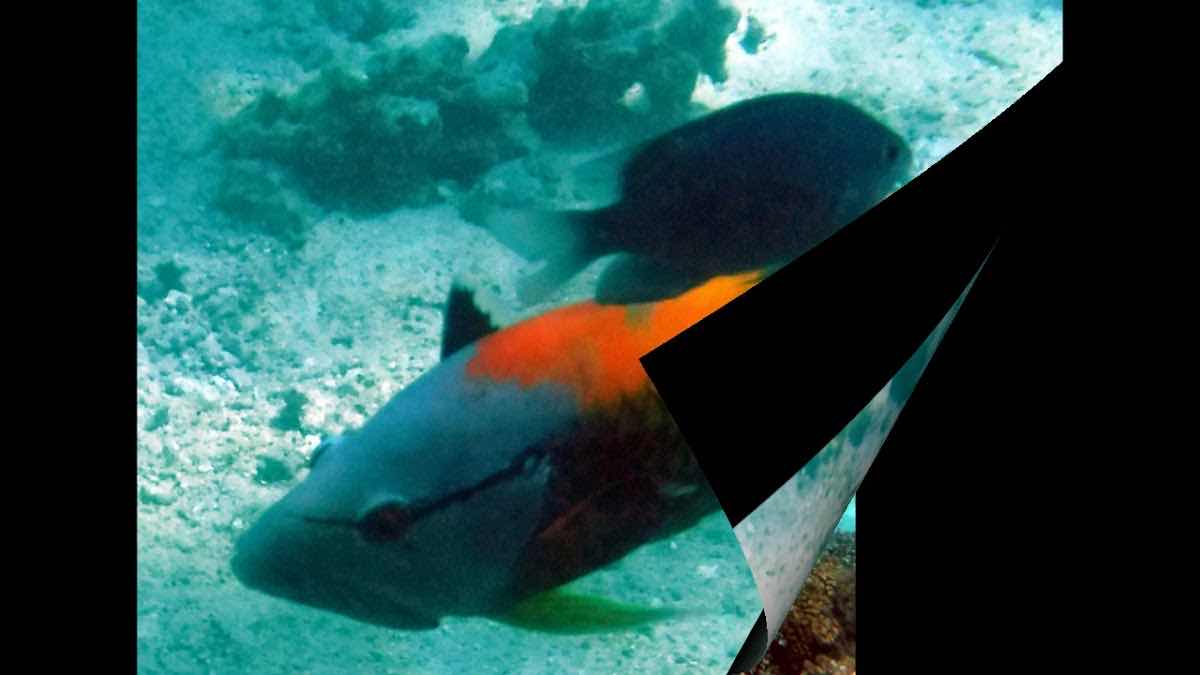 Dive Tonga photo 4