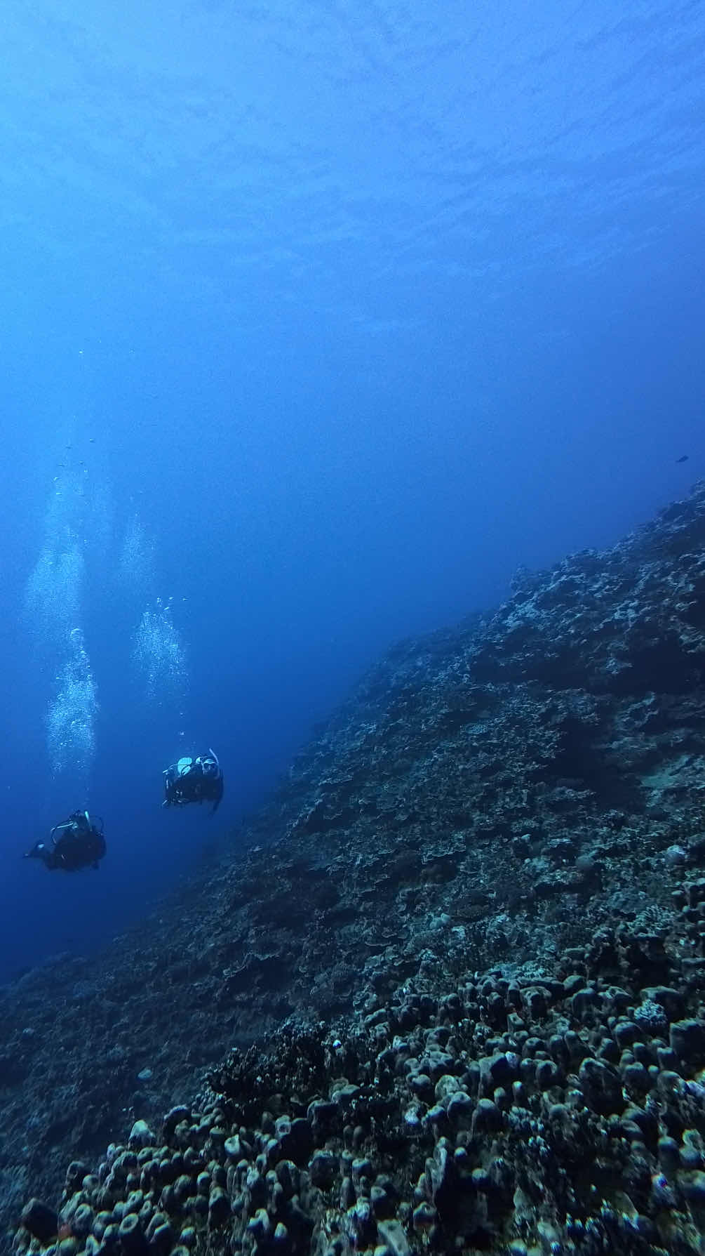 Dive Tonga photo 10