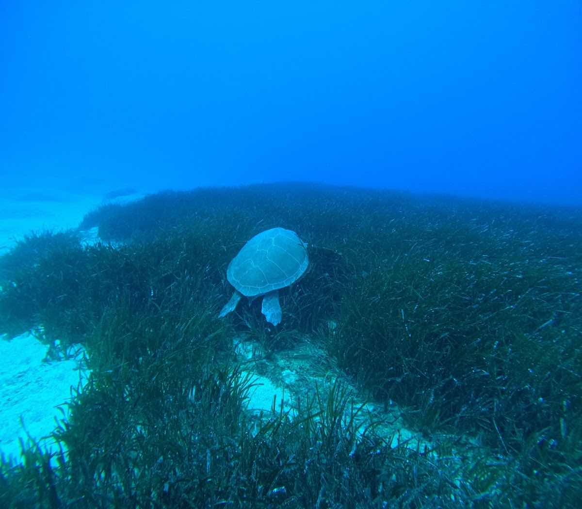 APOLLO DIVING CENTER photo 2