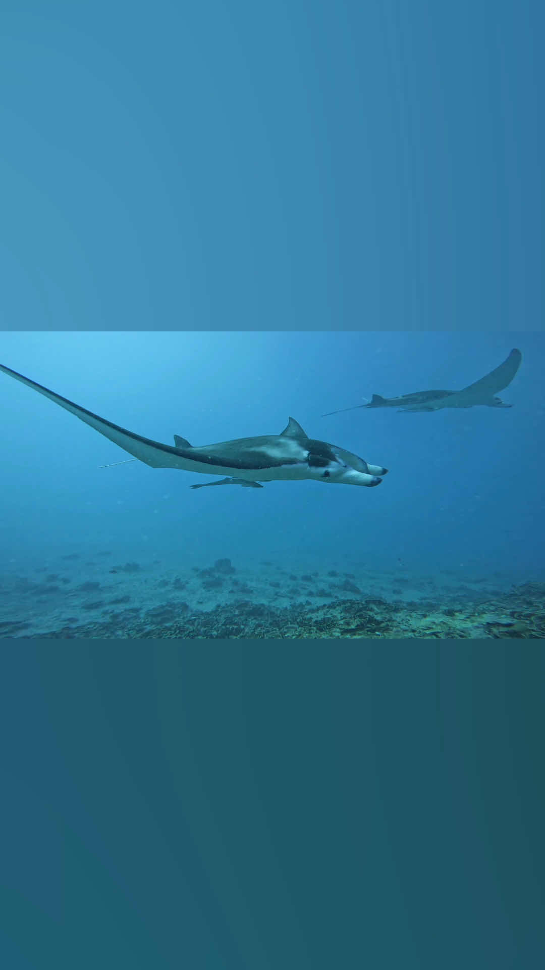 Bora Ocean Adventures photo 2