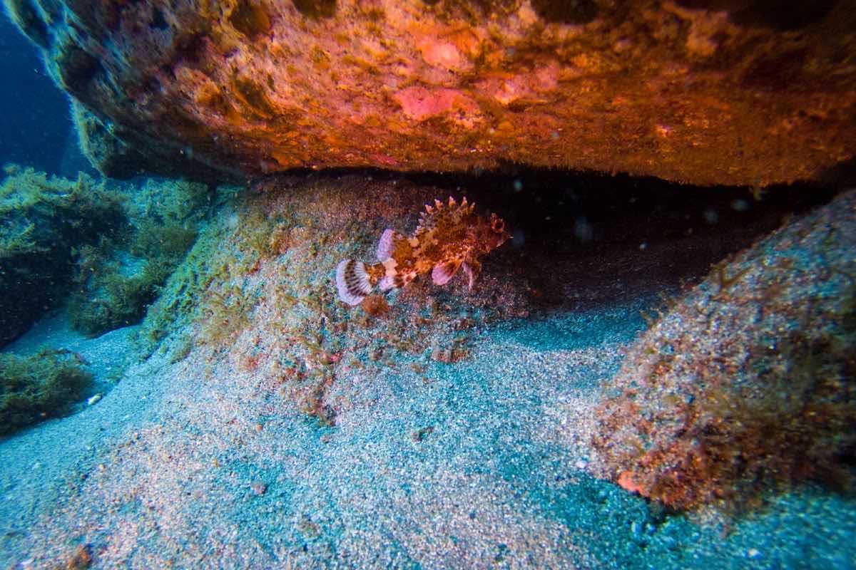 Dive Center Azores Sub Centro de Mergulho e Loja photo 4