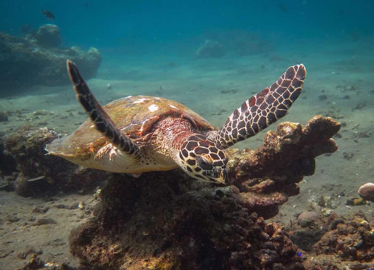Amed Jepun Divers photo 1