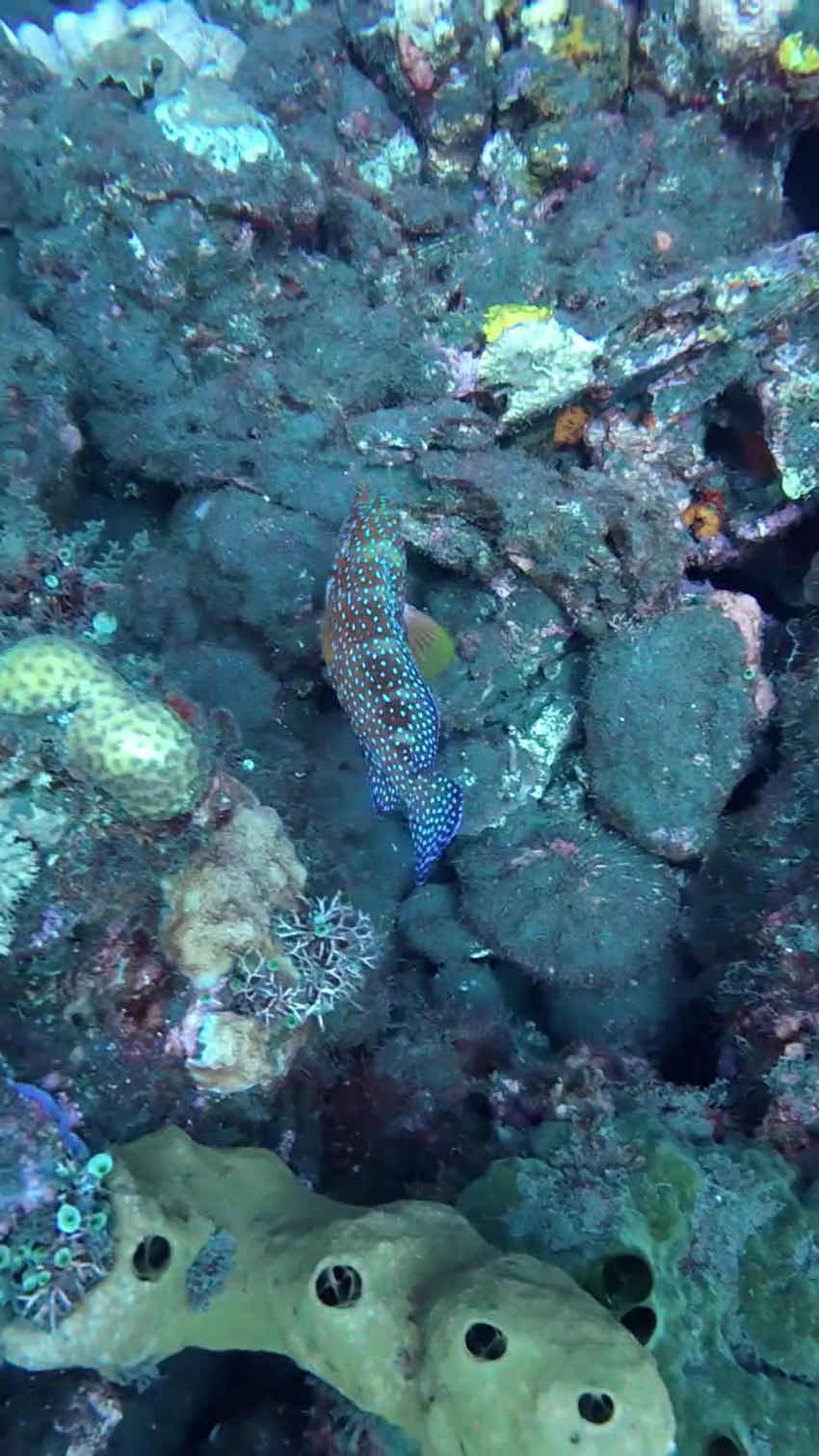 Amed Jepun Divers photo 2