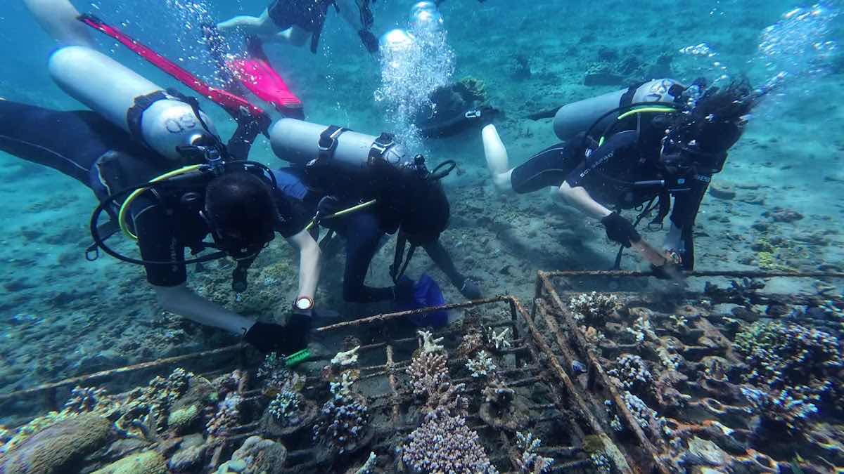 Amed Jepun Divers photo 3