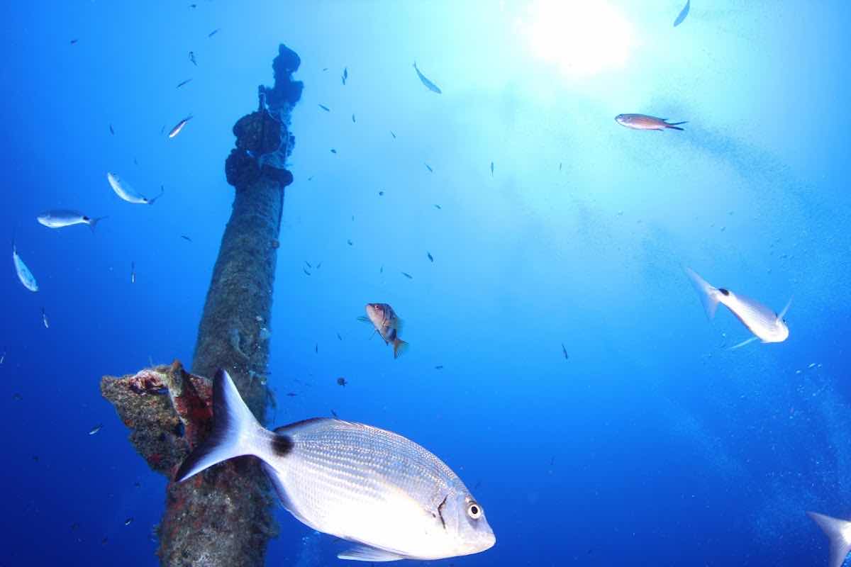 Dive Deep Blue by ABC Diving photo 5
