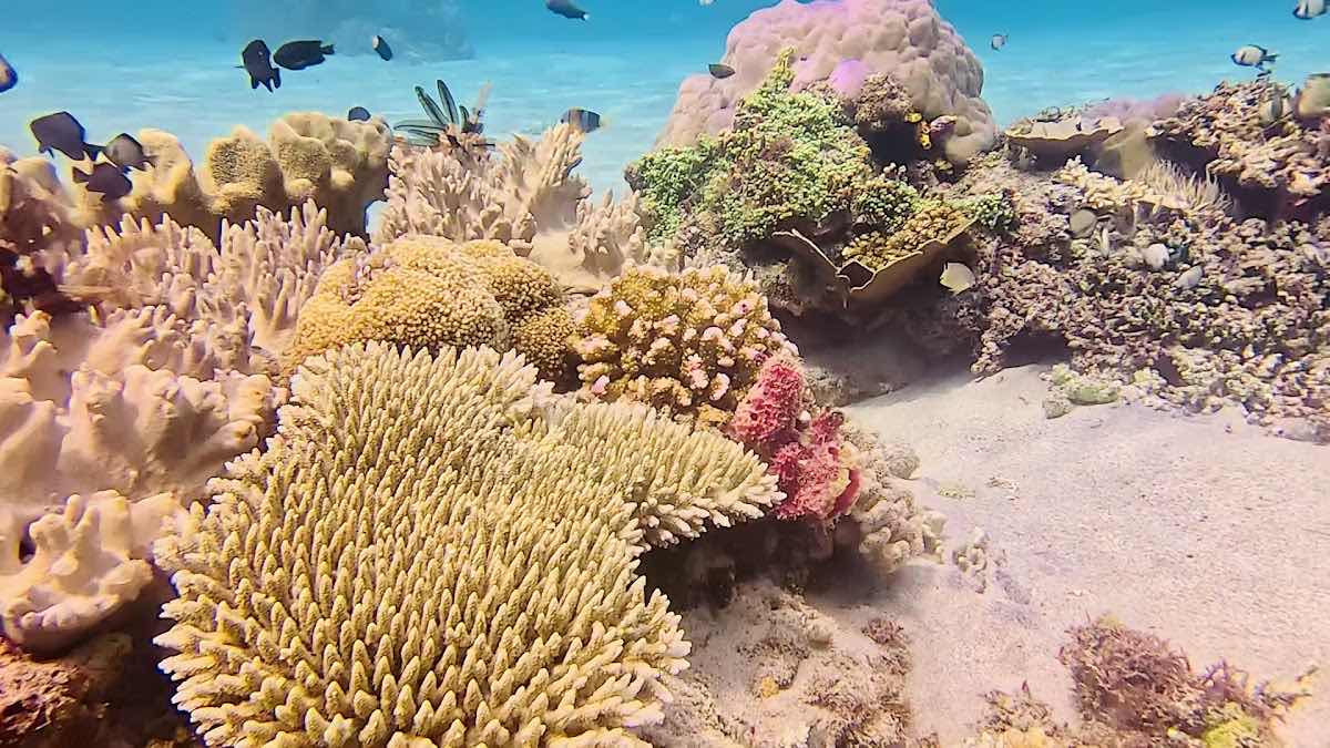 Dreamers Dive Academy Timor photo 3