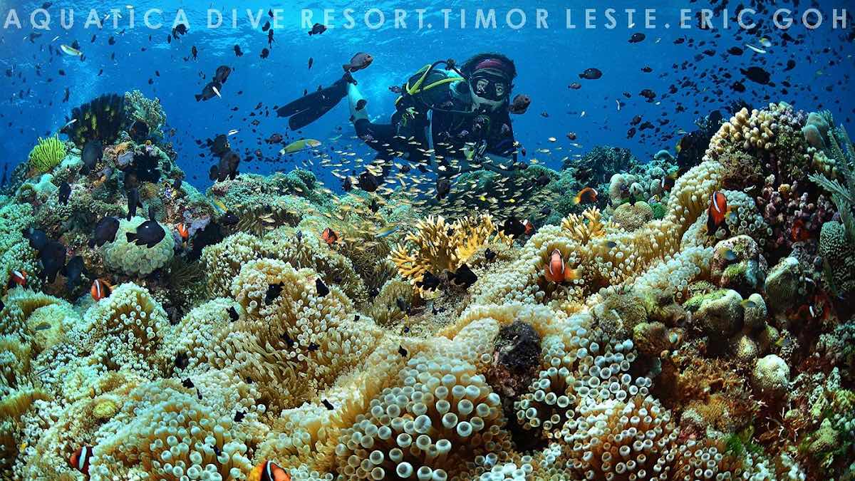 Dreamers Dive Academy Timor photo 7