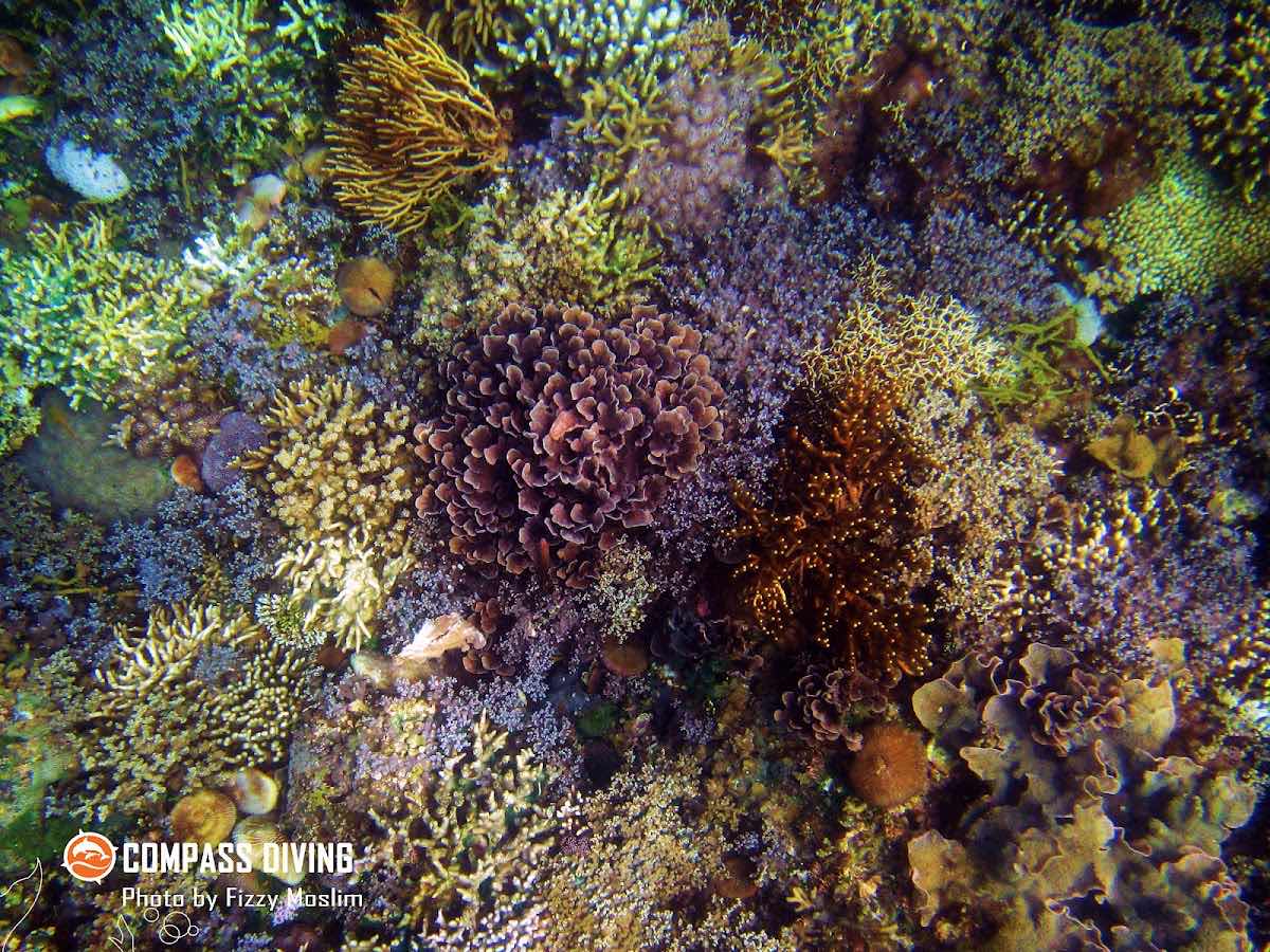 Dreamers Dive Academy Timor photo 8