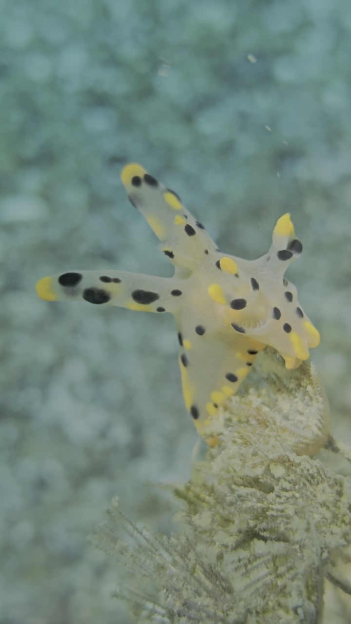 Joe Diving Lembeh photo 3