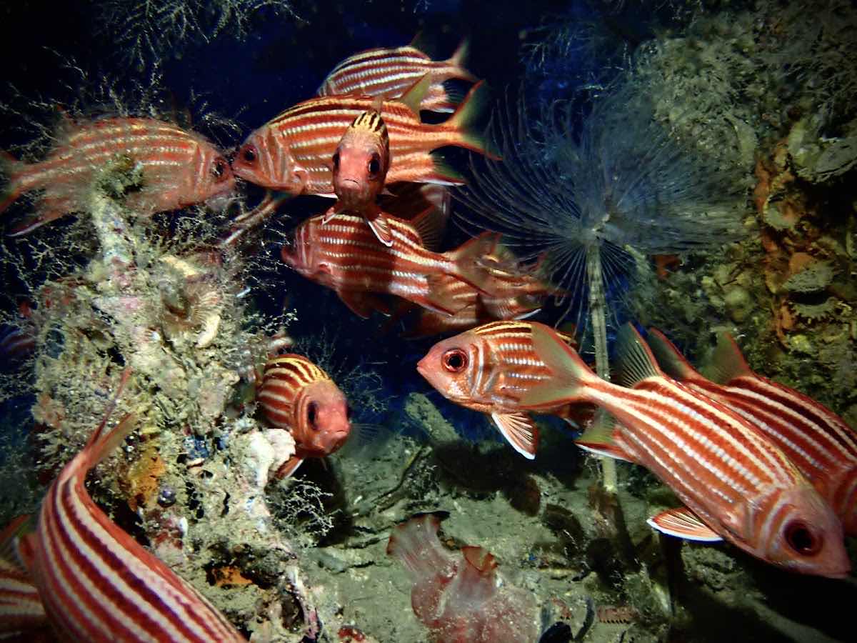 Poseidon Dive Centre, Protaras, Cyprus photo 1