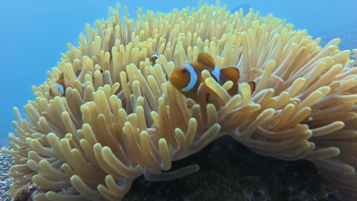 95 Dive Adventures Sdn. Bhd. (SABAH) photo 9