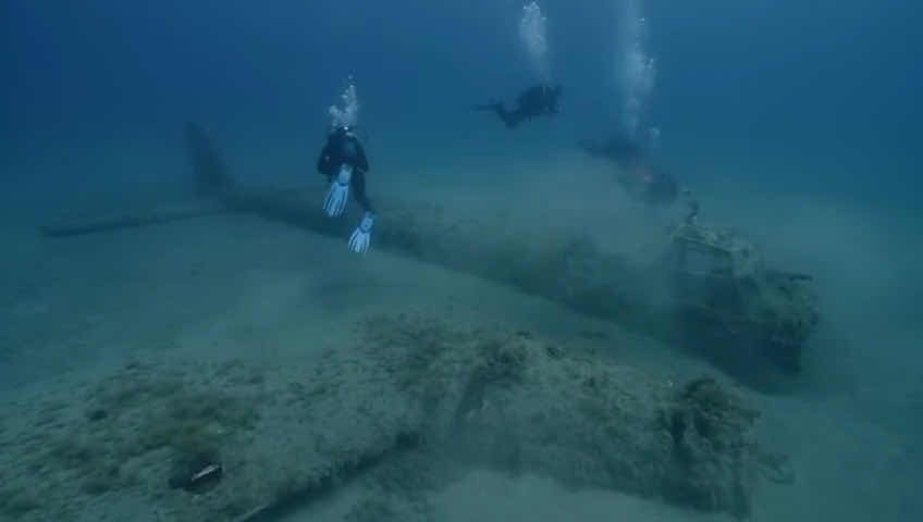Royal blue diving (francophone) photo 3