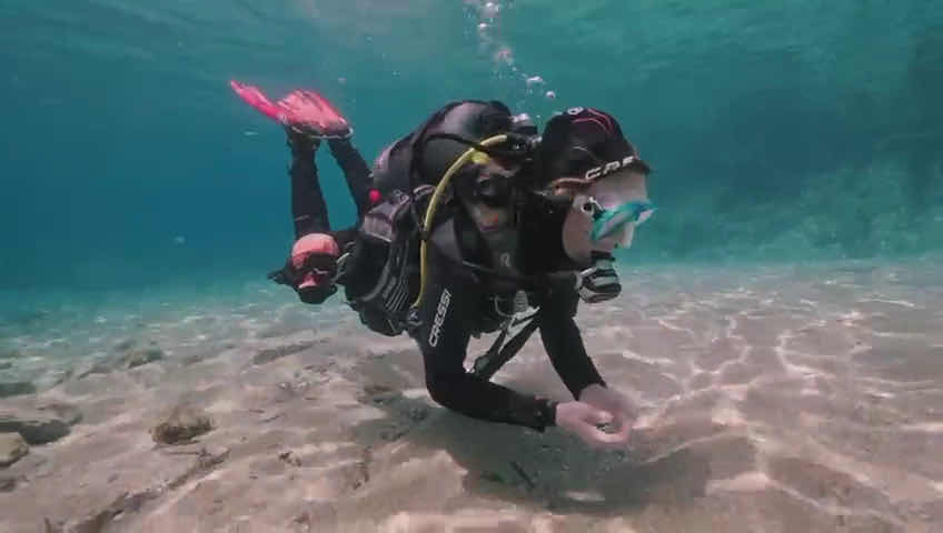 Royal blue diving (francophone) photo 4