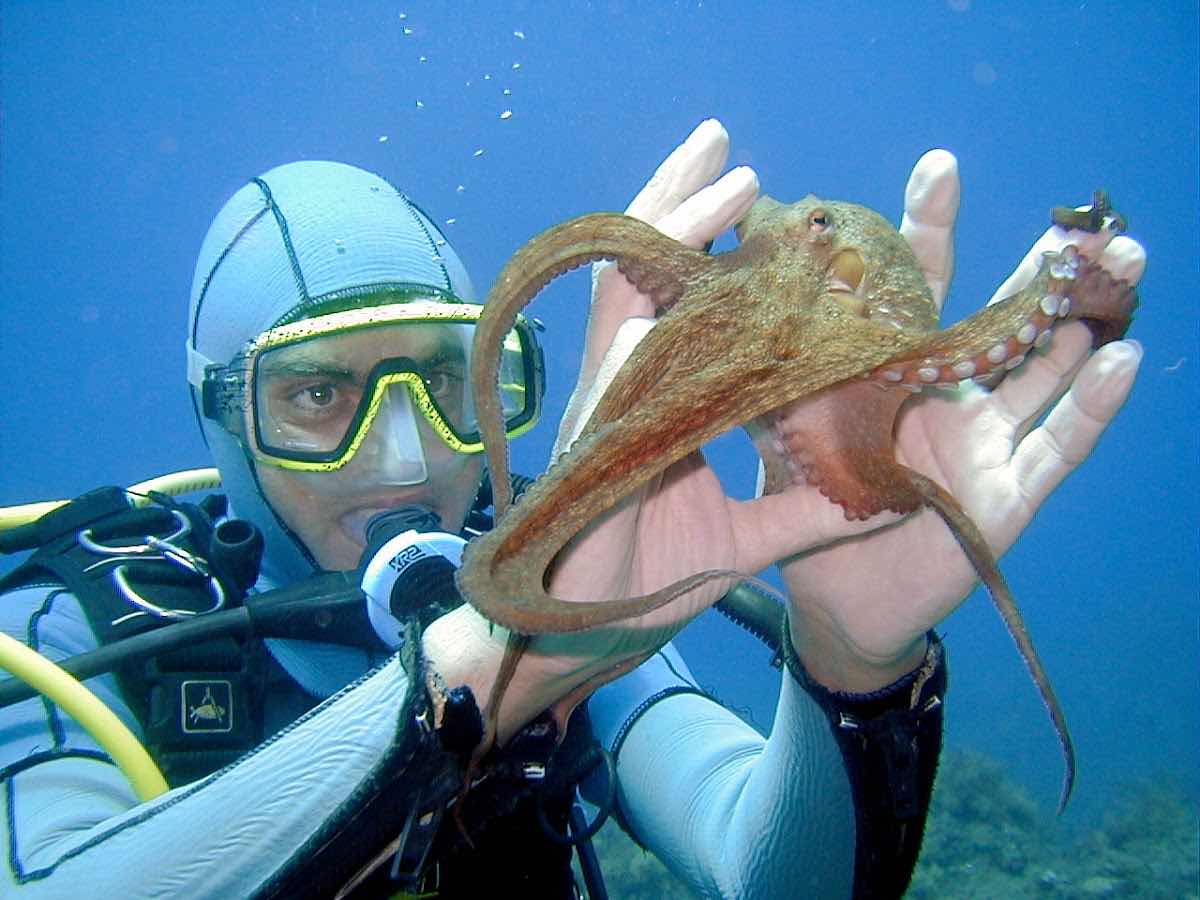 Royal blue diving (francophone) photo 9