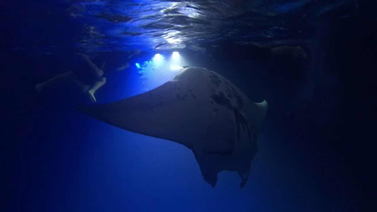 Hawaii Marine Life Charters photo 3
