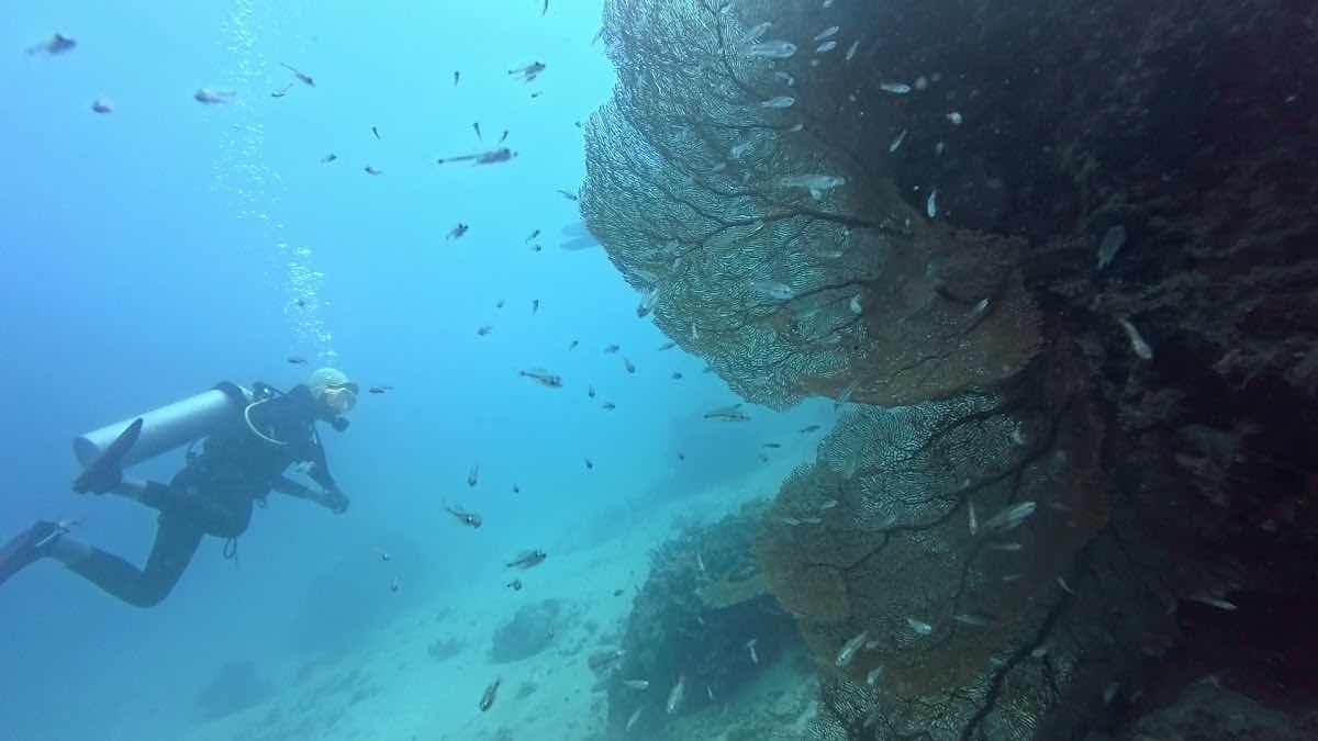Karimunjawa Scuba Diving photo 7