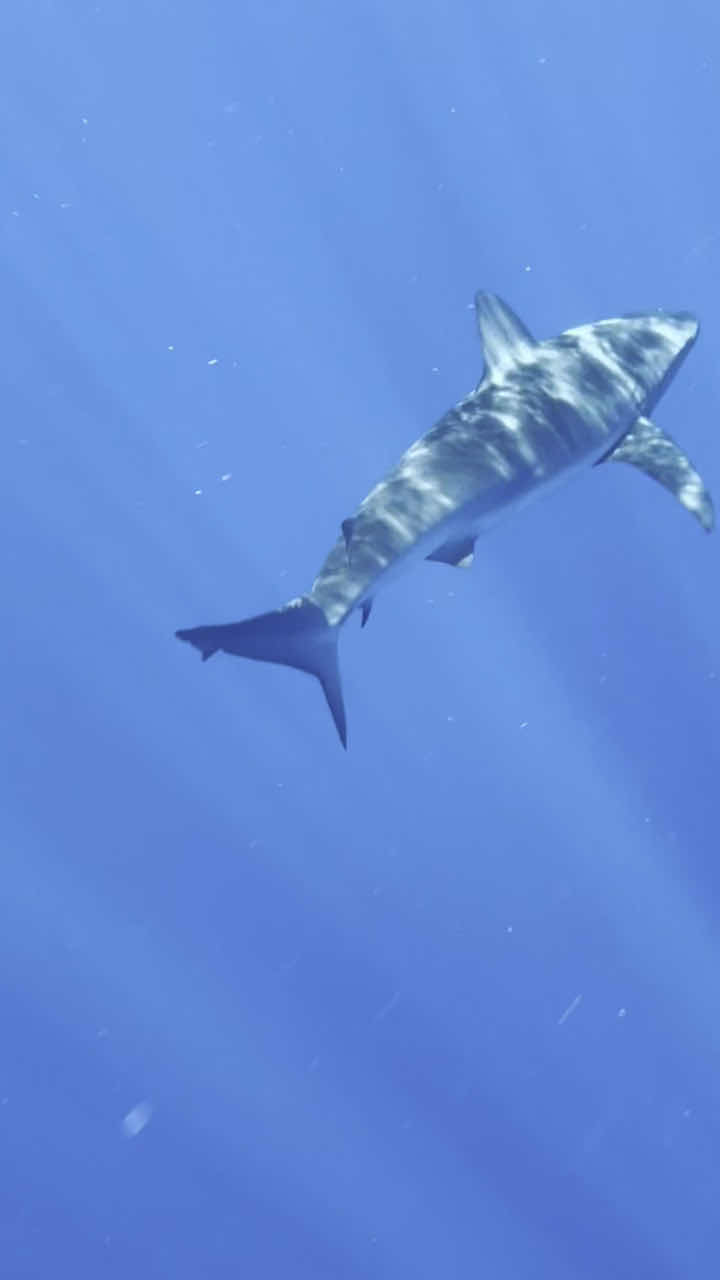 HAWAII ADVENTURE DIVING photo 2