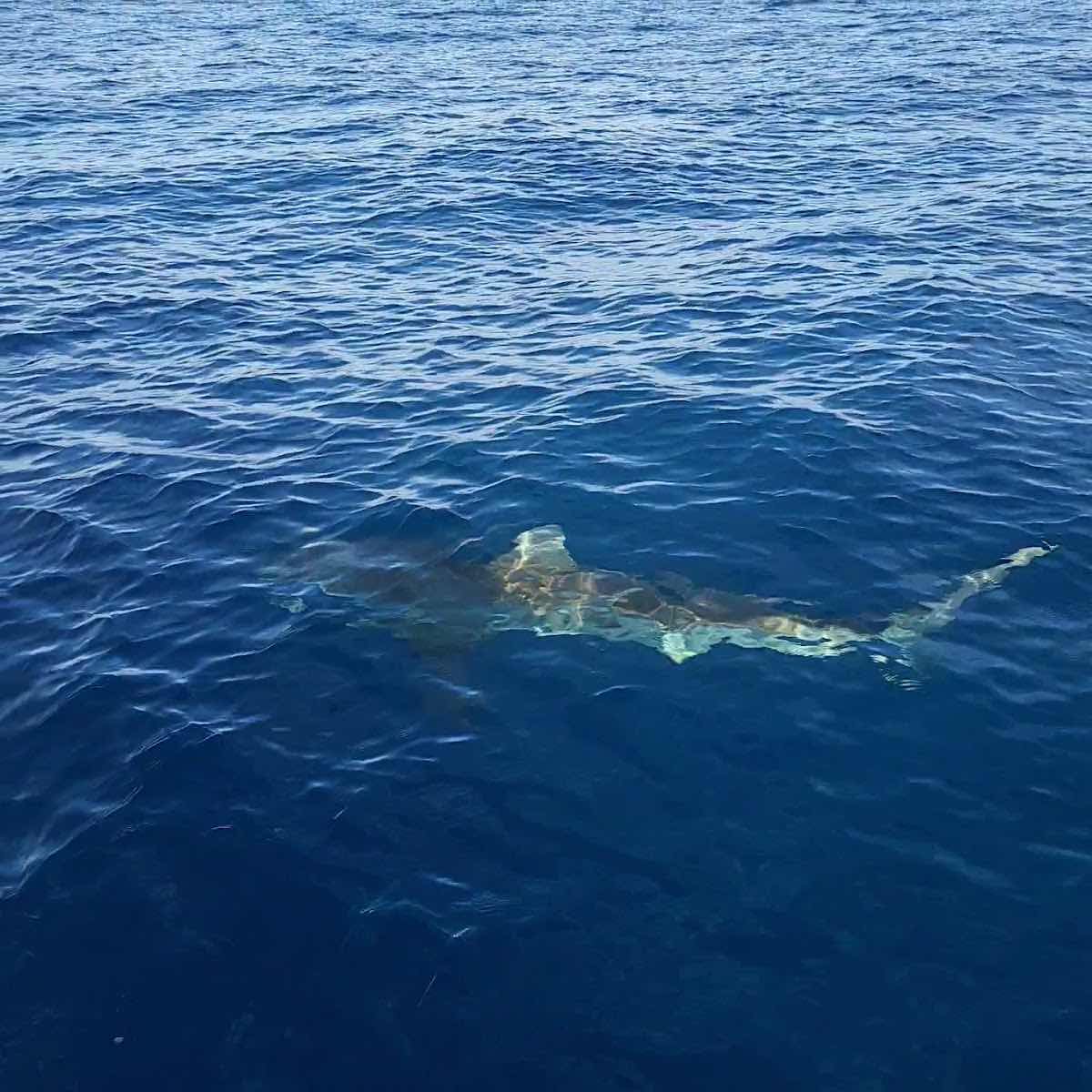 HAWAII ADVENTURE DIVING photo 3