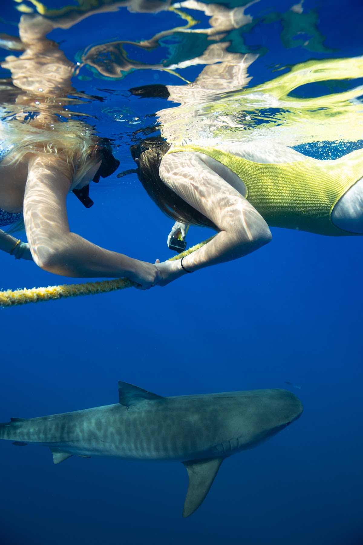 HAWAII ADVENTURE DIVING photo 4