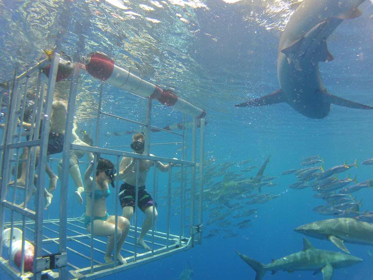 HAWAII ADVENTURE DIVING photo 5