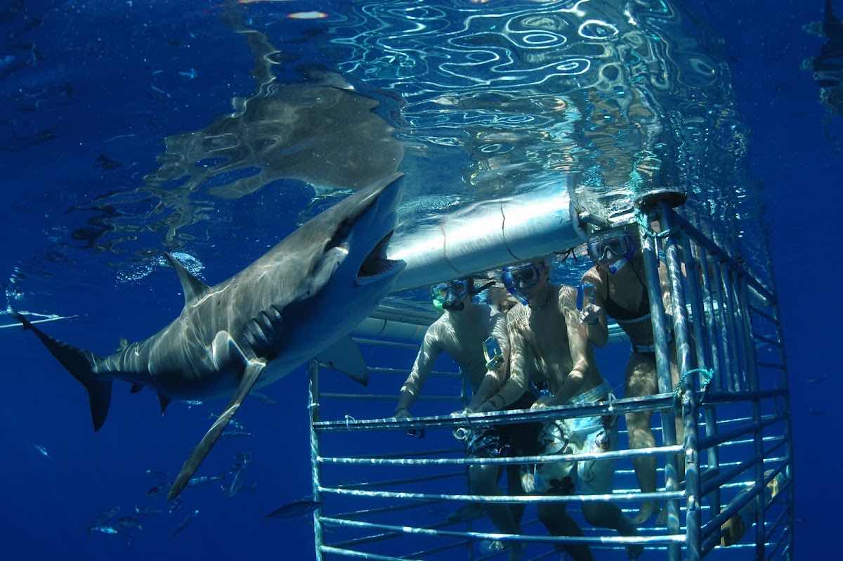 HAWAII ADVENTURE DIVING photo 6