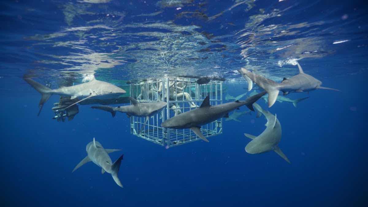 HAWAII ADVENTURE DIVING photo 8