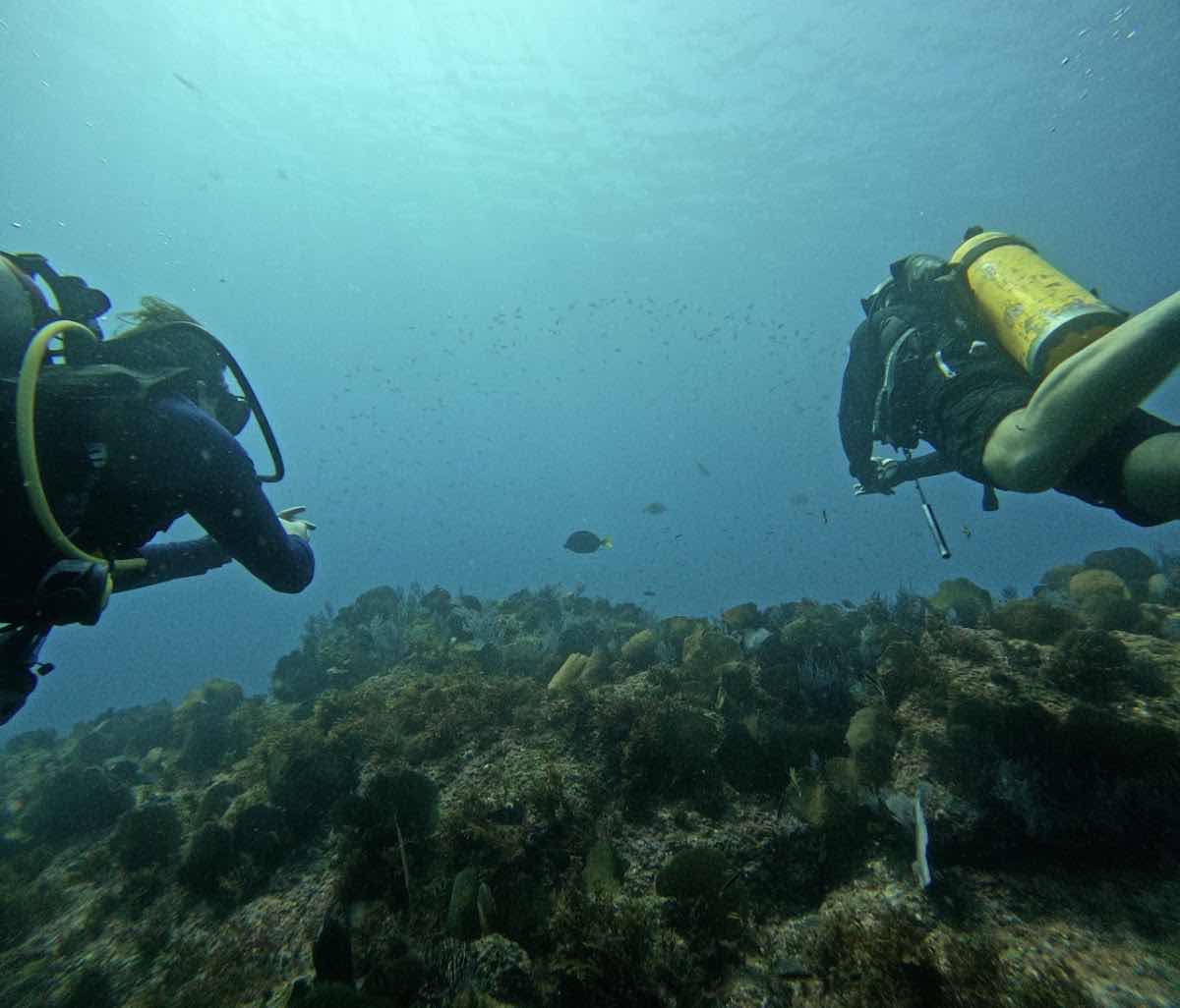 Dive Baja - Ocean Adventures photo 1