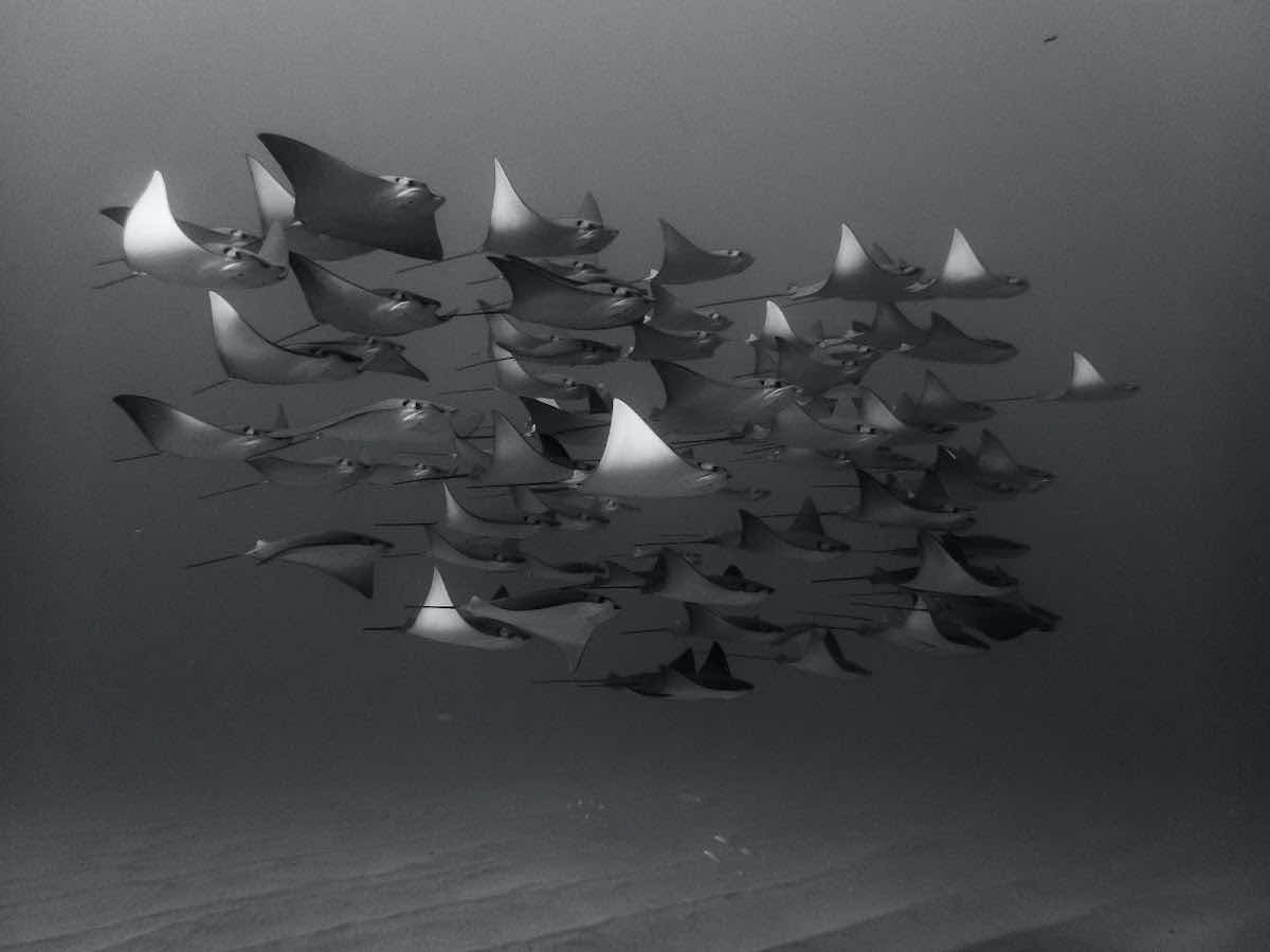Dive Baja - Ocean Adventures photo 2