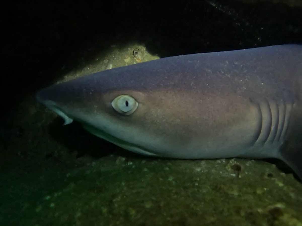 Dive Baja - Ocean Adventures photo 3