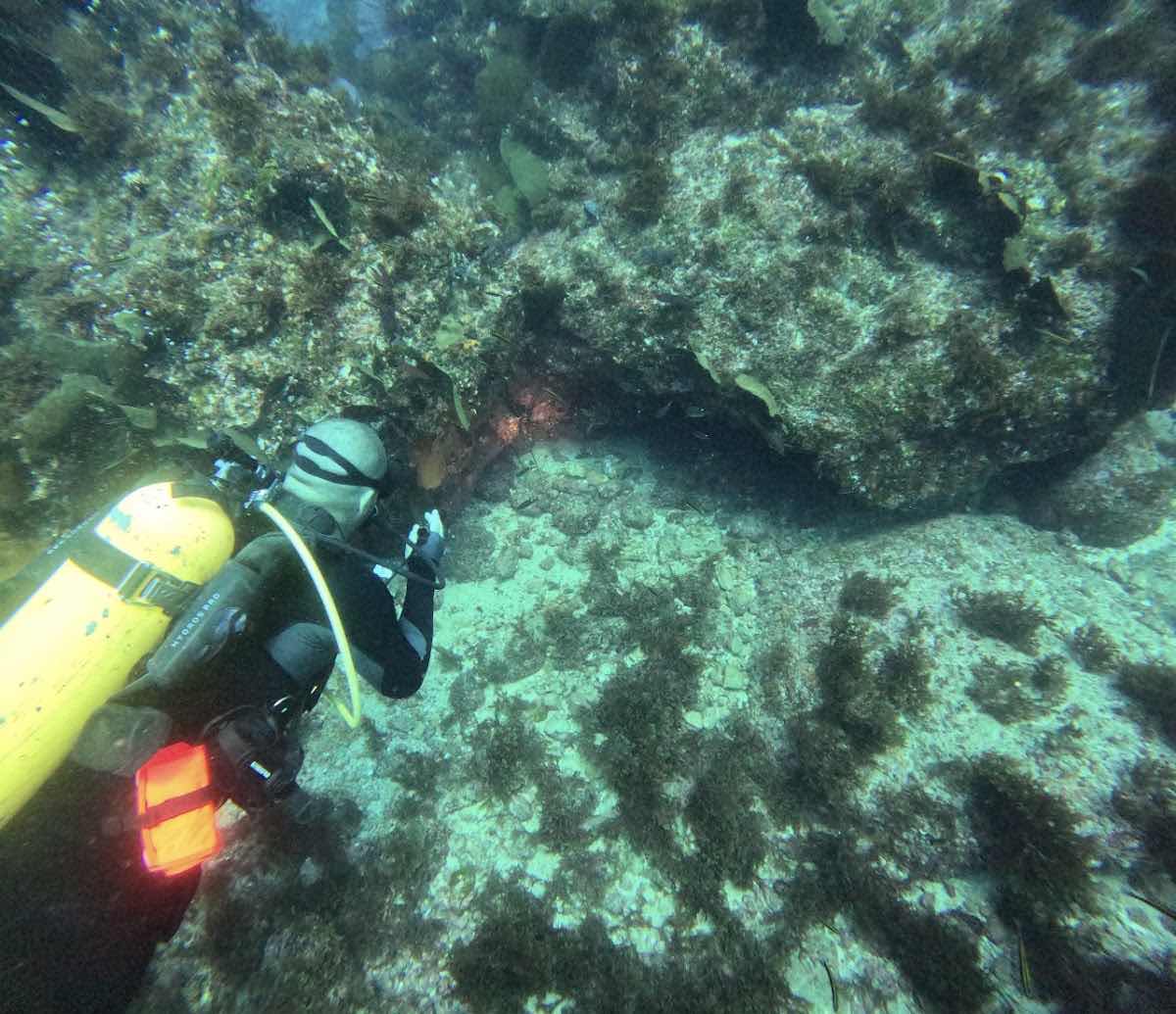 Dive Baja - Ocean Adventures photo 4