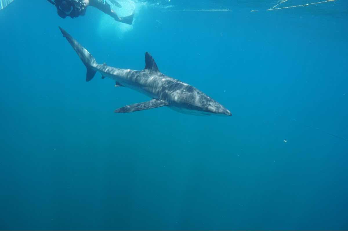 Dive Baja - Ocean Adventures photo 7