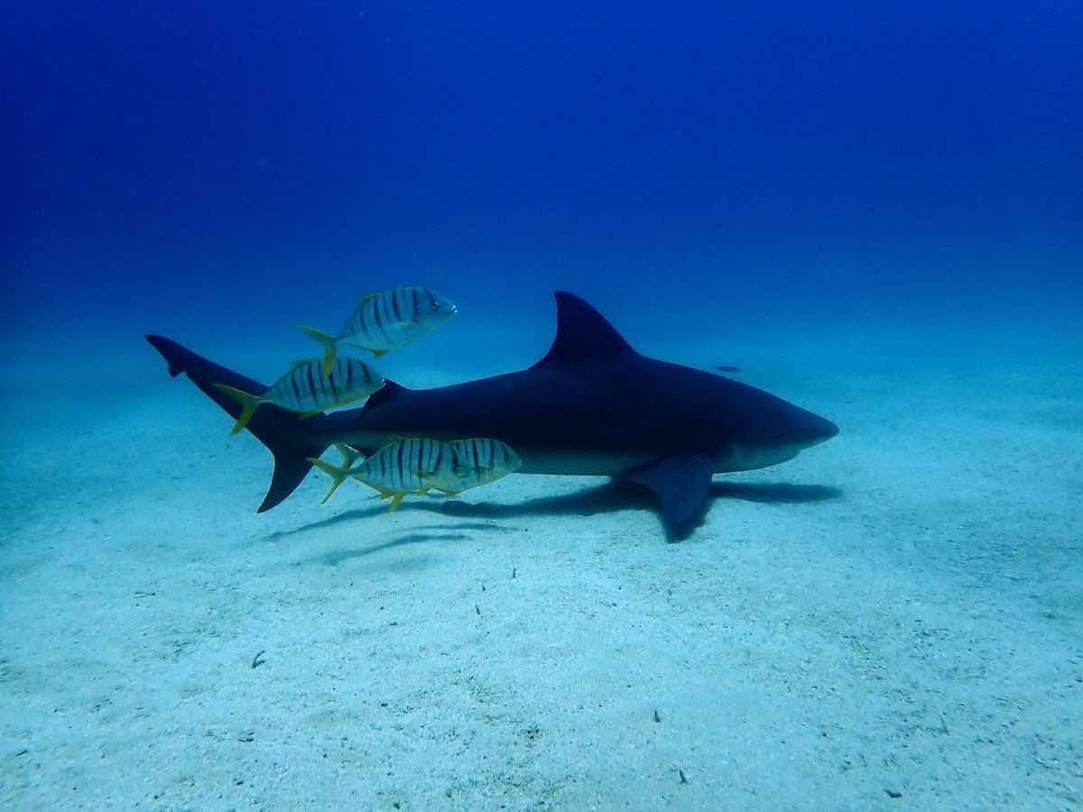 Dive Baja - Ocean Adventures photo 8