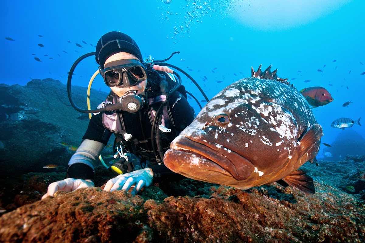 Cipreia Dive Club Madeira | Caniço - Praia dos Reis Magos photo 4