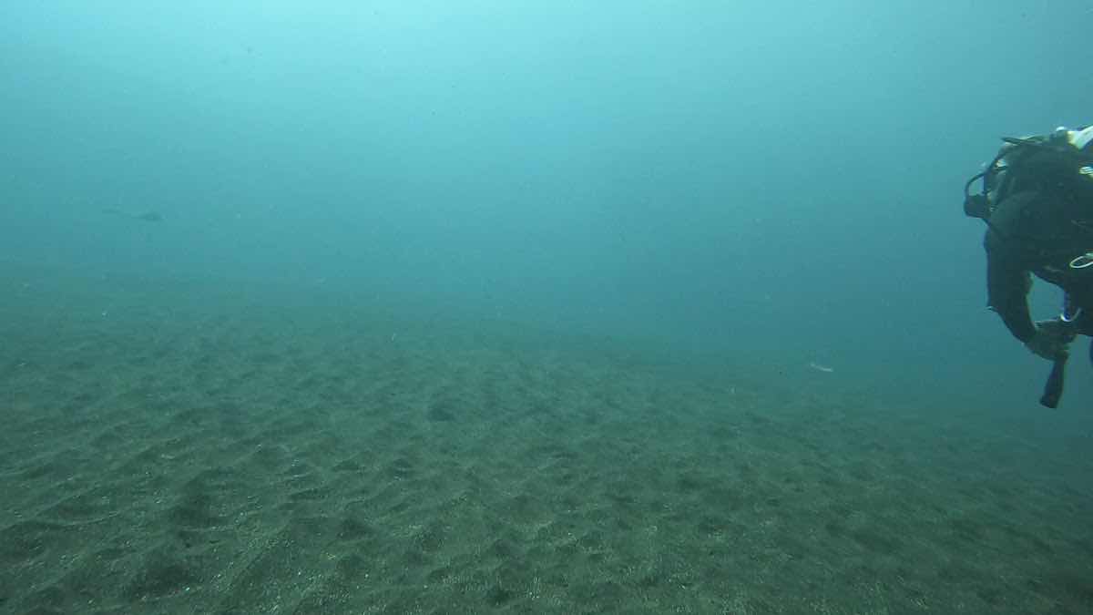 Cipreia Dive Club Madeira | Caniço - Praia dos Reis Magos photo 9