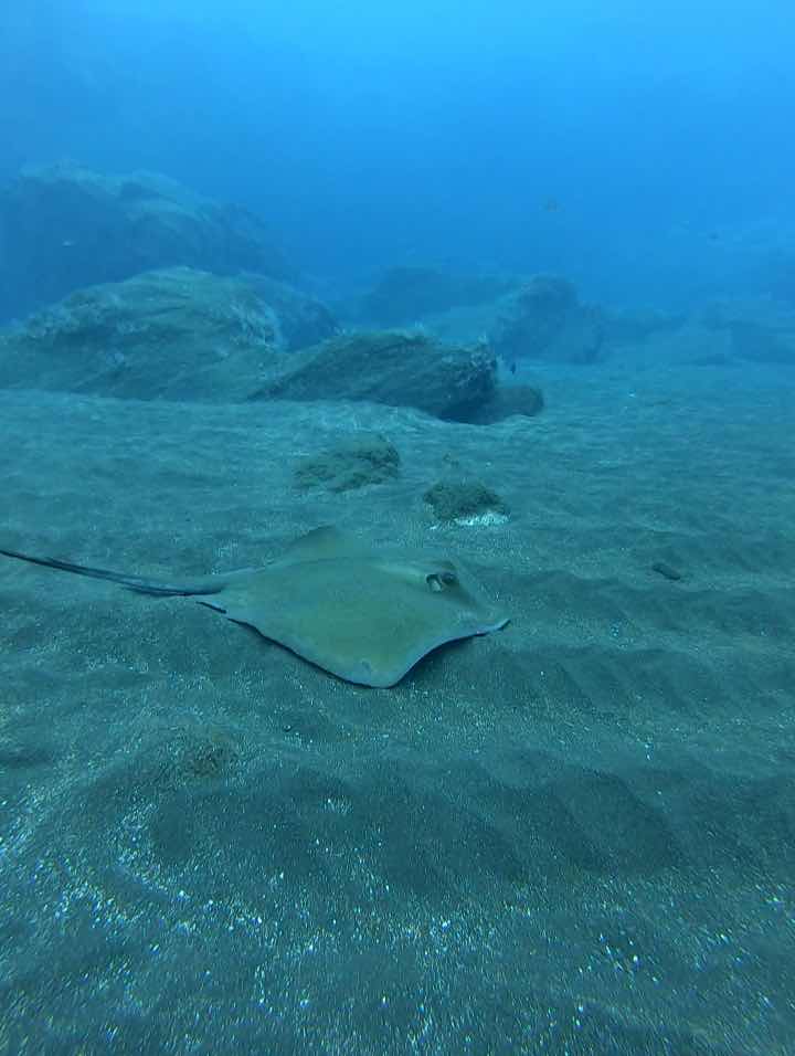 Cipreia Dive Club Madeira | Caniço - Praia dos Reis Magos photo 10
