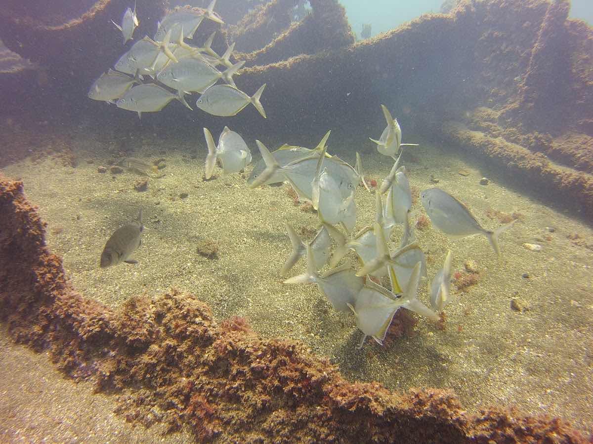 Octopus Diving Center photo 8