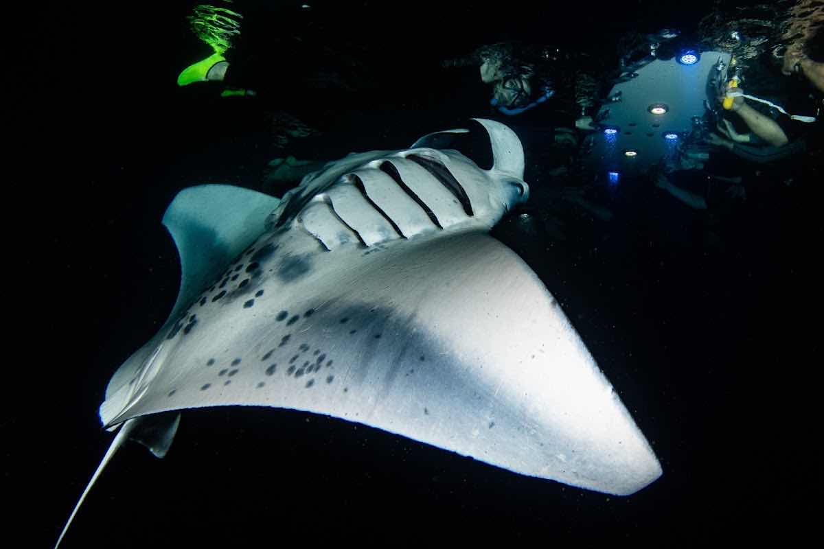 Manta Ray Night Snorkel photo 1