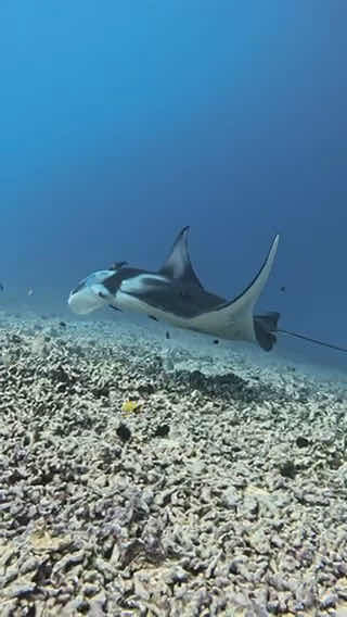 Manta Ray Night Snorkel photo 3