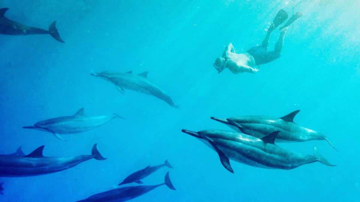 Manta Ray Night Snorkel photo 7