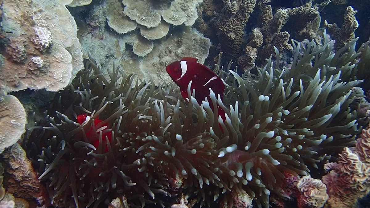 Trilogy Dive Center - Karimunjawa photo 2
