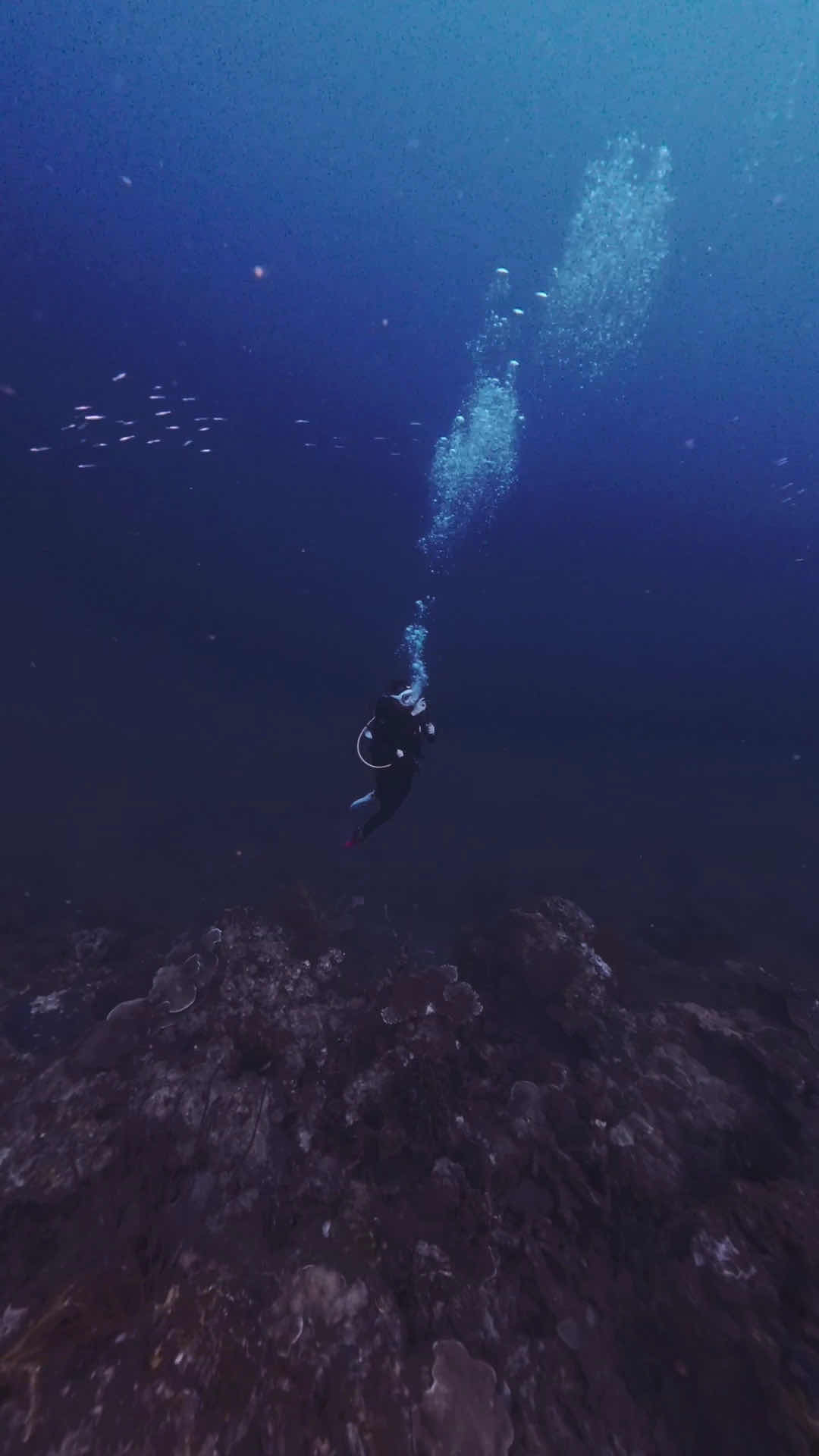 Trilogy Dive Center - Karimunjawa photo 3