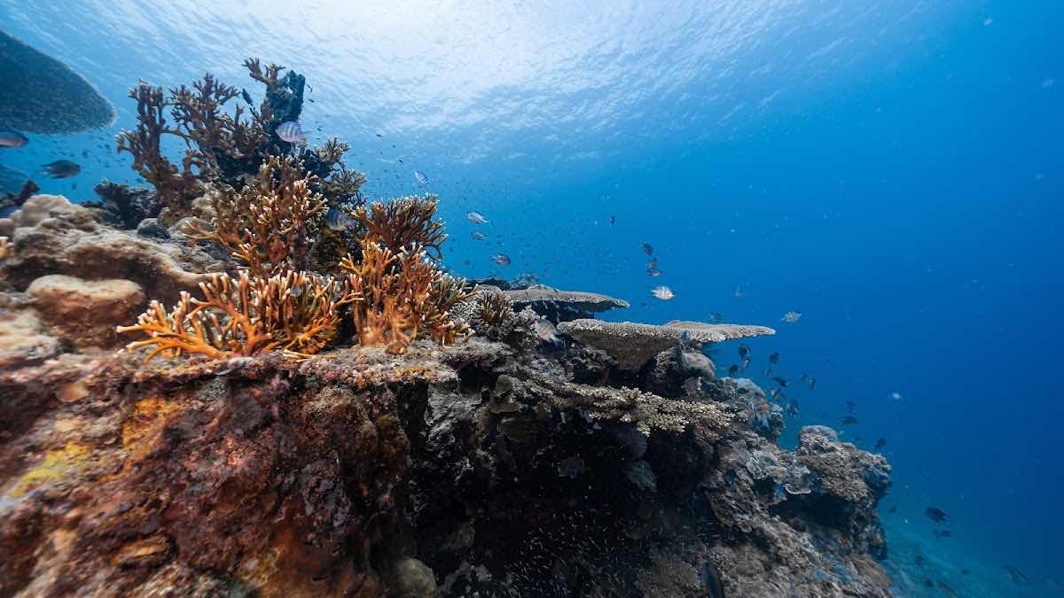 Trilogy Dive Center - Karimunjawa photo 7
