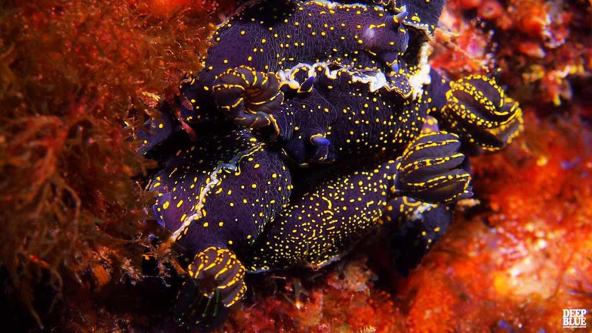 Scubazores divers -dive center photo 4