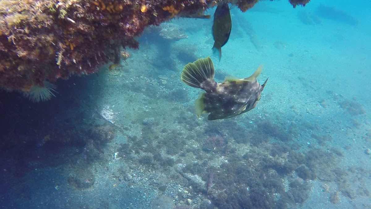 Scubazores divers -dive center photo 9