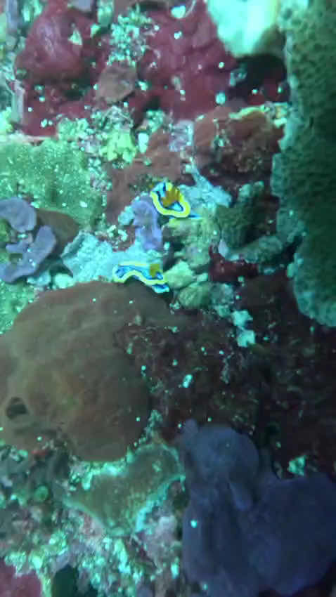 Nomads Diving photo 2