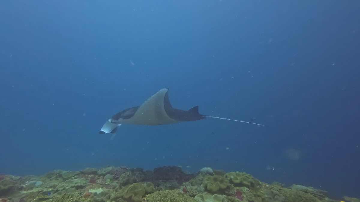 Nomads Diving photo 3