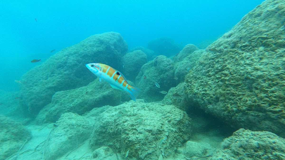 Marine Divers - British Owned PADI 5* Scuba Diving Centre, Paphos, Cyprus photo 10