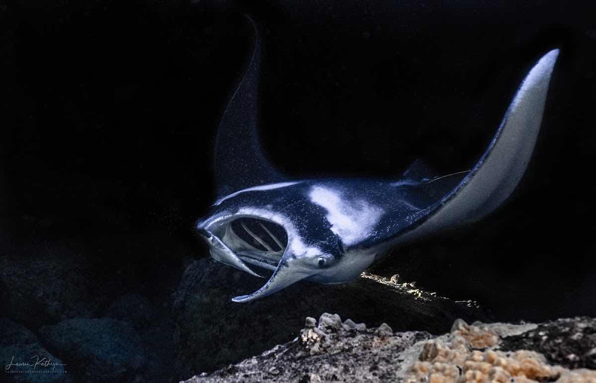 Kona Snorkel Trips photo 6