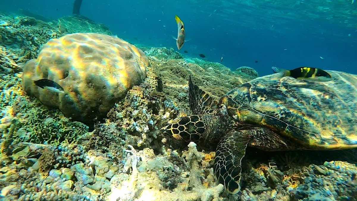 Gili Snorkeling Tour photo 3