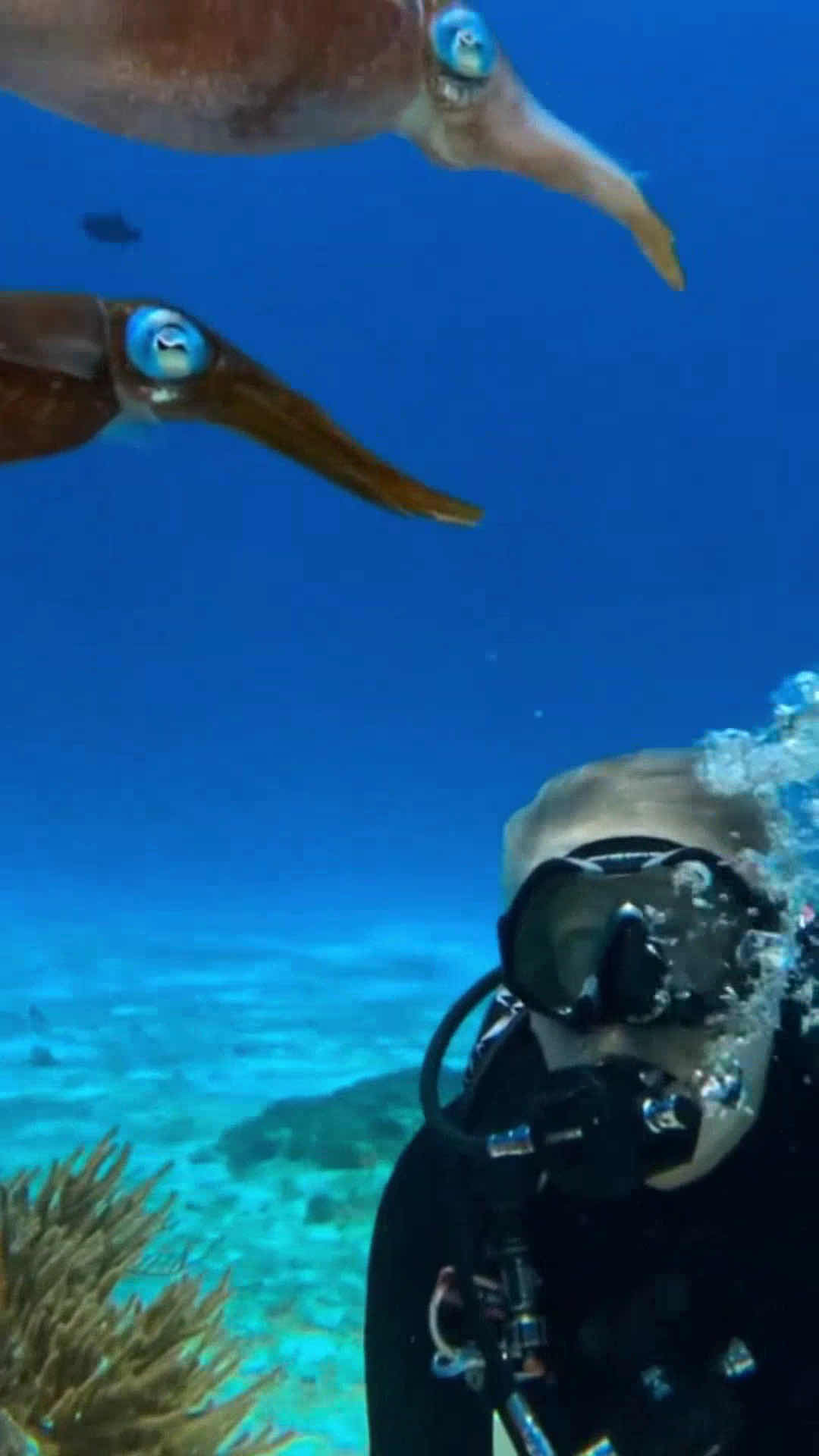 Pelagic Ventures Scuba photo 3